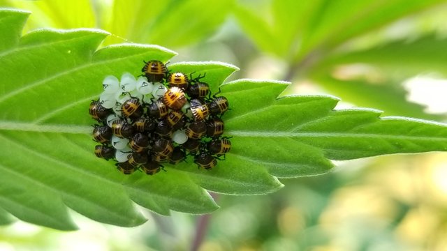 lady beetle larvae 2.jpg