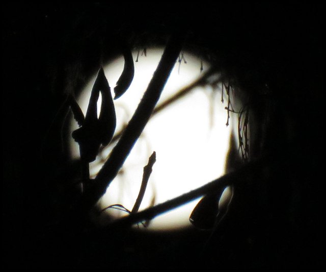 silhouette of branchs and bud with seed stems along edge of full moon behind.JPG