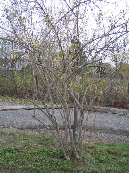 Fence Forsythia - 2nd crop April 2019.jpg