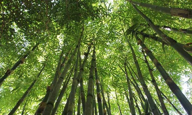 The-bamboo-tree-Motivational-Story.jpg