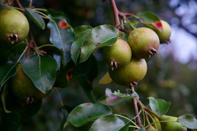 pears-4432635_1920.jpg