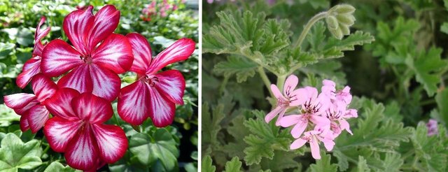 pelargonium.JPG