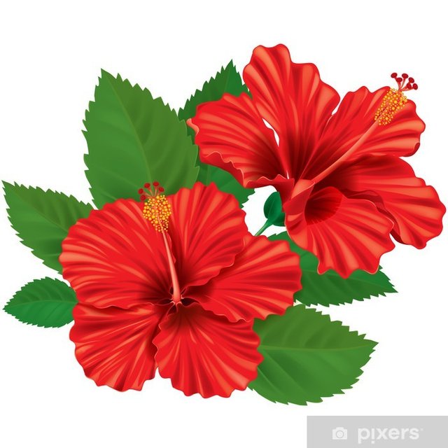 posters-hibiscus-flower.jpg.jpg