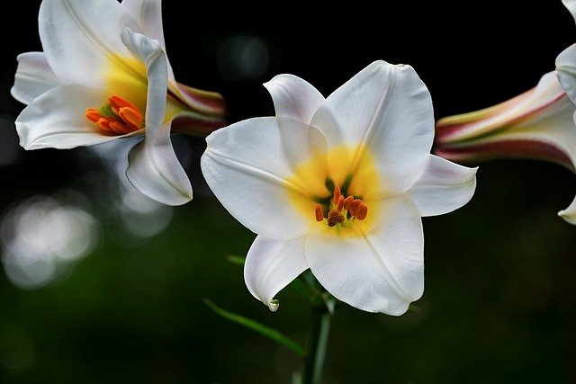 david-lily-3491819_640.jpg