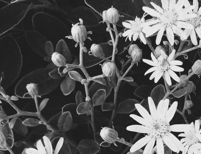 Flower Photography B&W Common Ragwort SleepersSide May 28 2017.jpg