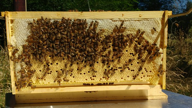BeekeepersDream.jpg