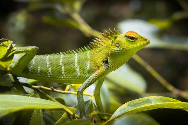 green-lizard-5370821_1280.jpg