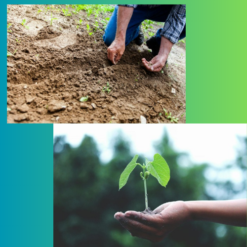 Green and White Flat Illustrative Feeding Plant Agriculture Logo_20250517_205454_0000.png