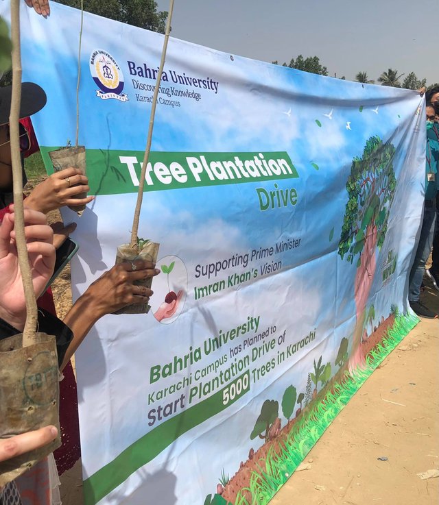 tree plantation.jpg