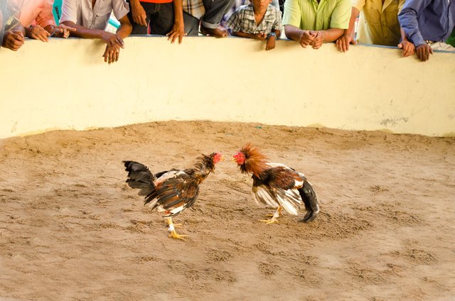 Tradicional_Pelea_de_Gallos.jpg