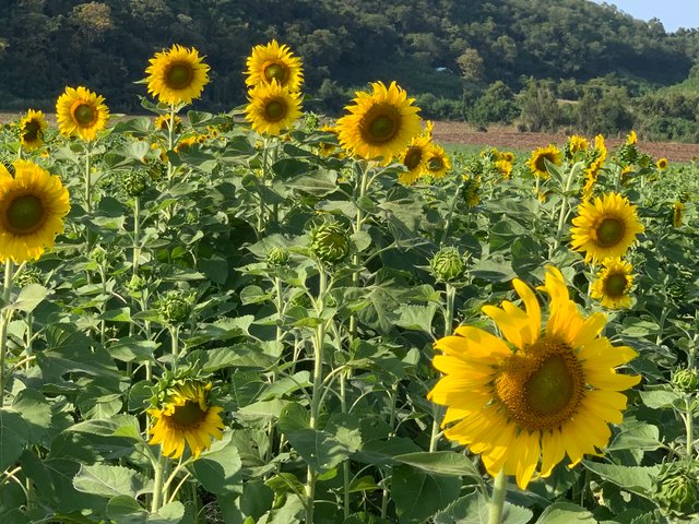 Sunflower fields15.jpg