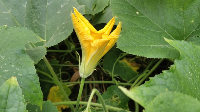 IMG_20240901_084158.jpg
