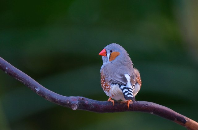 Zebra Finch..jpg