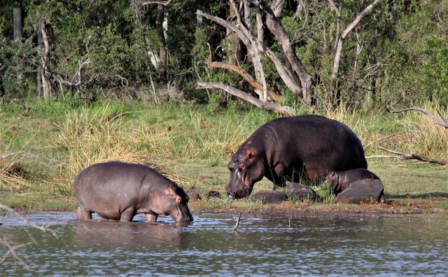 hippopotamus-gca5464bf4_1920.jpg