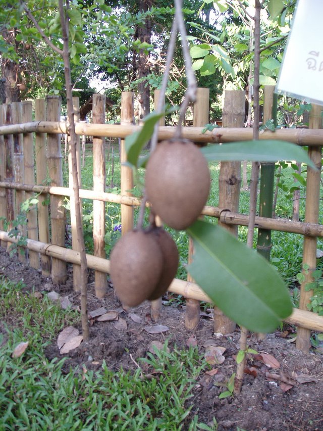 Queen Sirikit Park Lamoot fruit