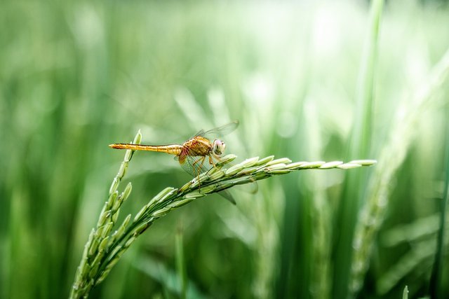 dragonfly-2551460_1280.jpg