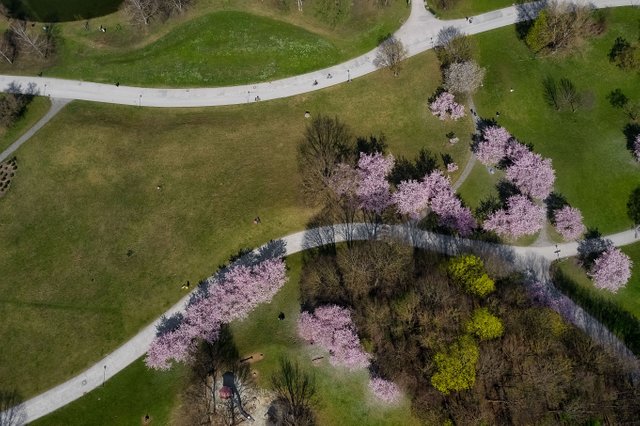 19ß0403 München Olympiapark Kirschblüten-.JPG