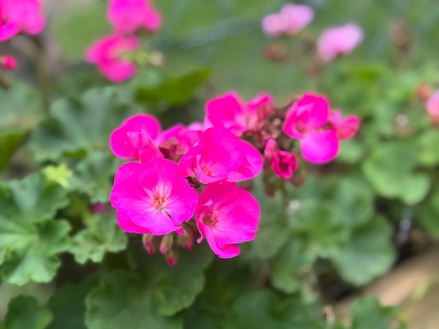 IMG_0479.jpeg