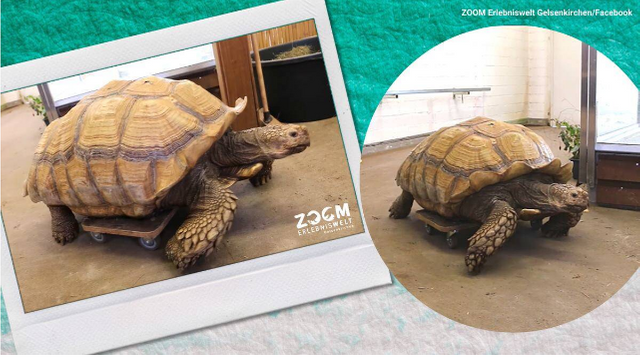 Weighing 100 kg, tortoise with joint pain given skateboard to move around.png