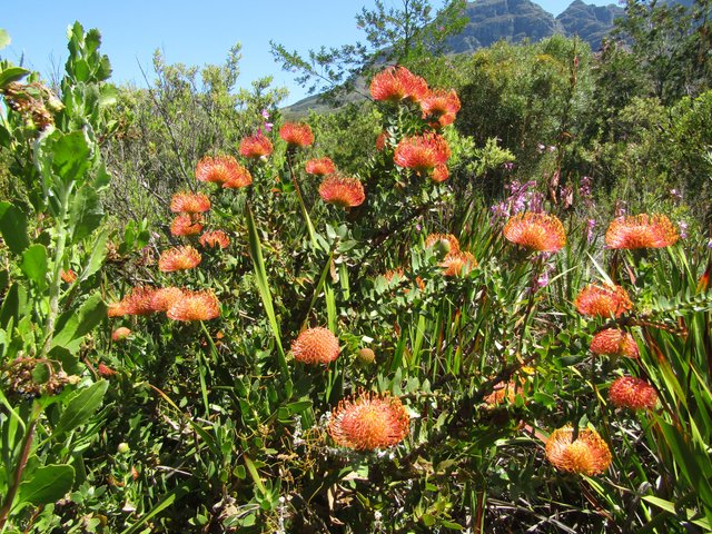 leucaspermum 3.jpg