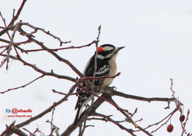 Downy Woodpecker PFW14_0138.JPG