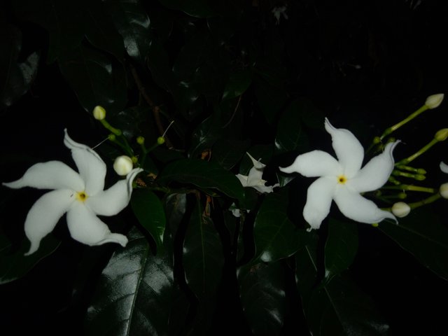 IMG20250728190926.jpg