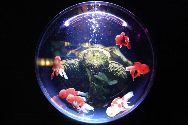 Aquarium Turtle.jpg