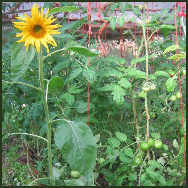 sunflower growing in tomatoes in greenhouse.JPG