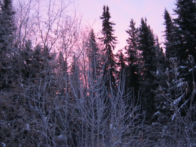beautiful pink sunset on spruce trees with a bit of snow.JPG