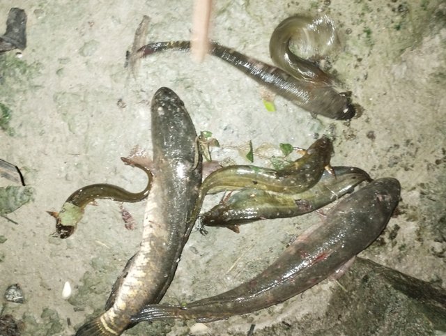 IMG_20250716_020840.jpg