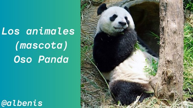 Los animales (Oso panda).jpg