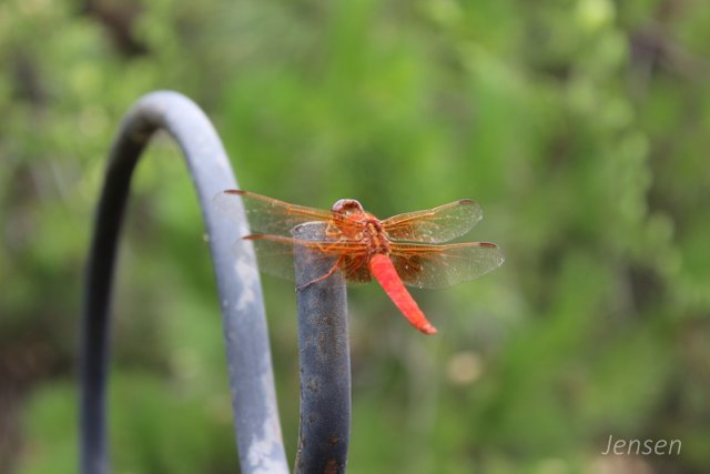 dragonfly2018backyard07.JPG