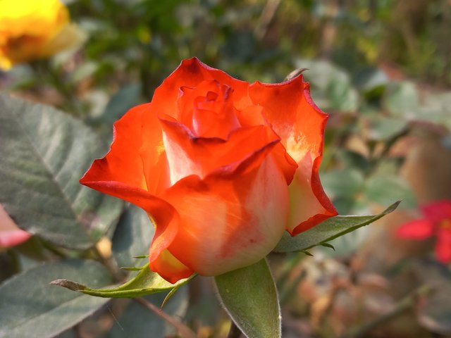 42440.jpg