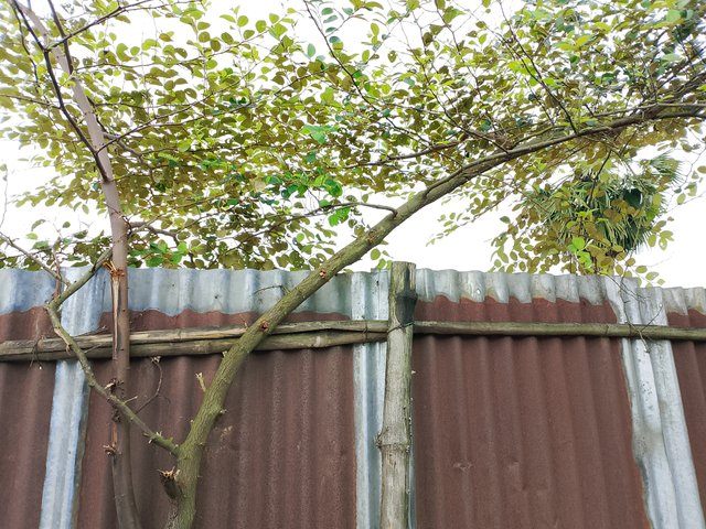 1000047355.jpg