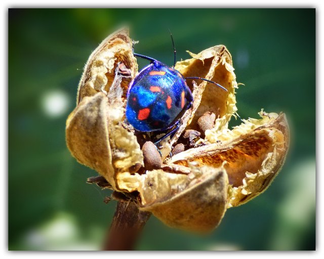 F Jewell bug on seed pod.jpg