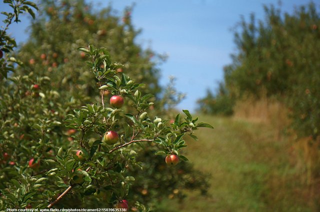 AutumnApples-0902718.jpg