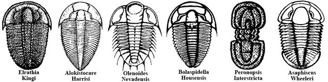 trilobites01.jpg