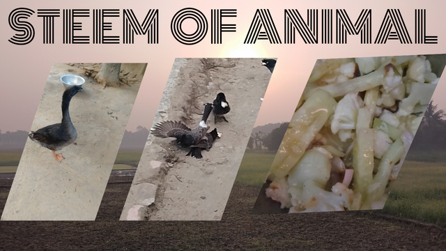 Steem of animal_20241215_222410_0000.png