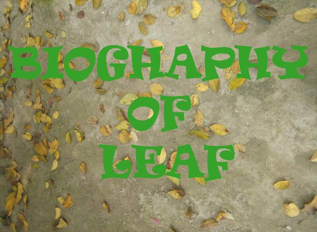 lEAF.jpg