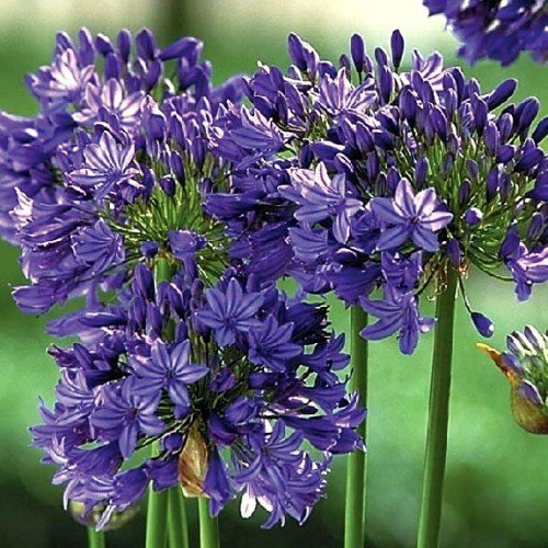 Agapanthus Purple.jpg