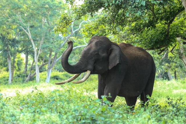 animal-elephant-ivory-982021.jpg