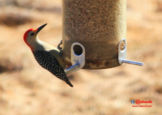 Red-bellied Woodpecker IMG_0141.JPG