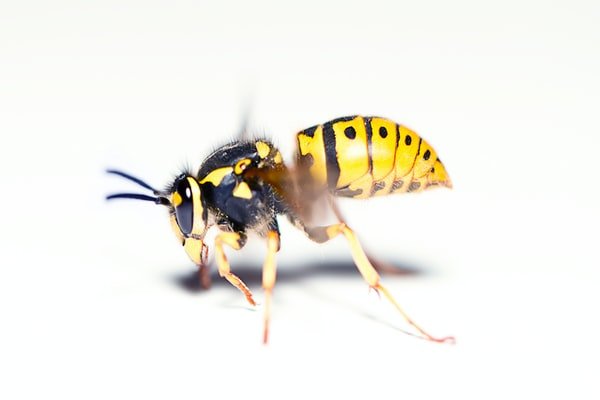 emergency wasp removal (poza 2 ).jpg