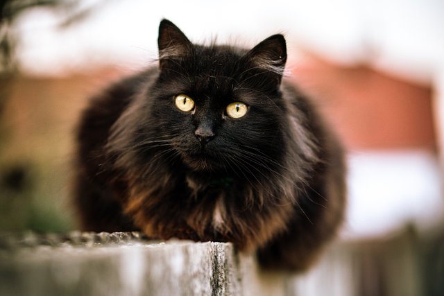 wild-black-cat-with-green-eyes-blurred-background.jpg