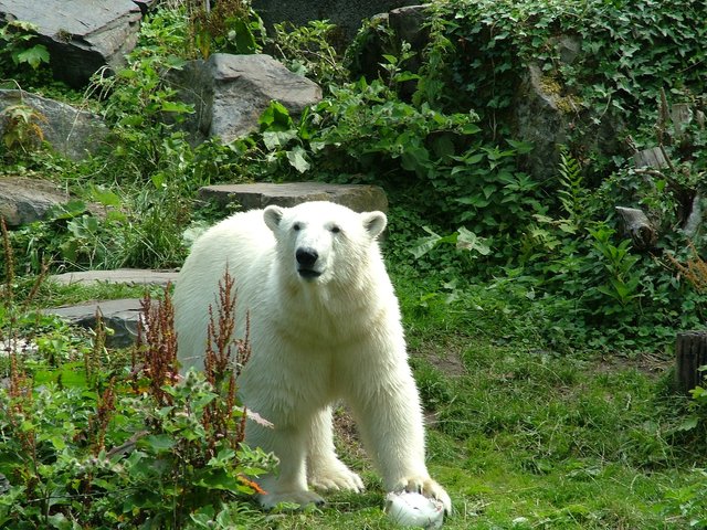 polar-bear-859415_1920.jpg