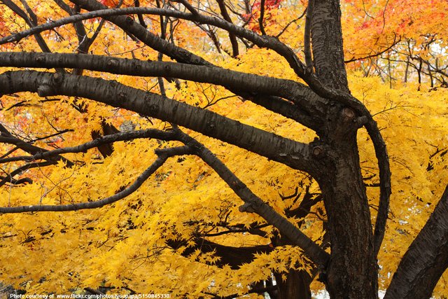 BrightYellowAutumnLeavesAndTreeBranches-001-102818.jpg