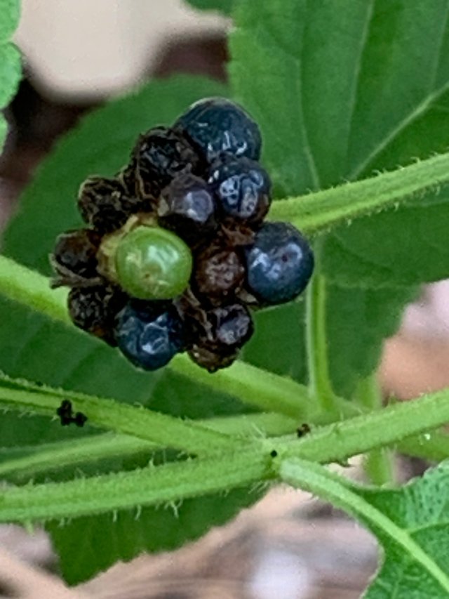 nature118.jpg