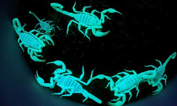 Scorpions_glowing.jpg