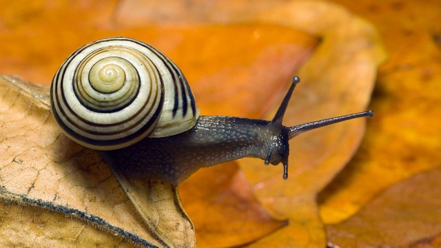 white-lipped-banded-snail-naturepl-01144720-georgette-douwma (1).jpg