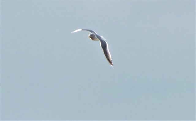 x070-Seagull.jpg